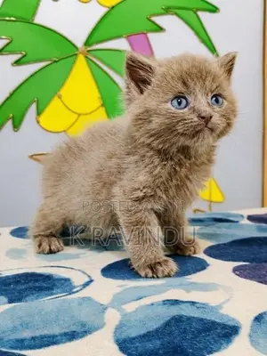 British Shorthair Kittens