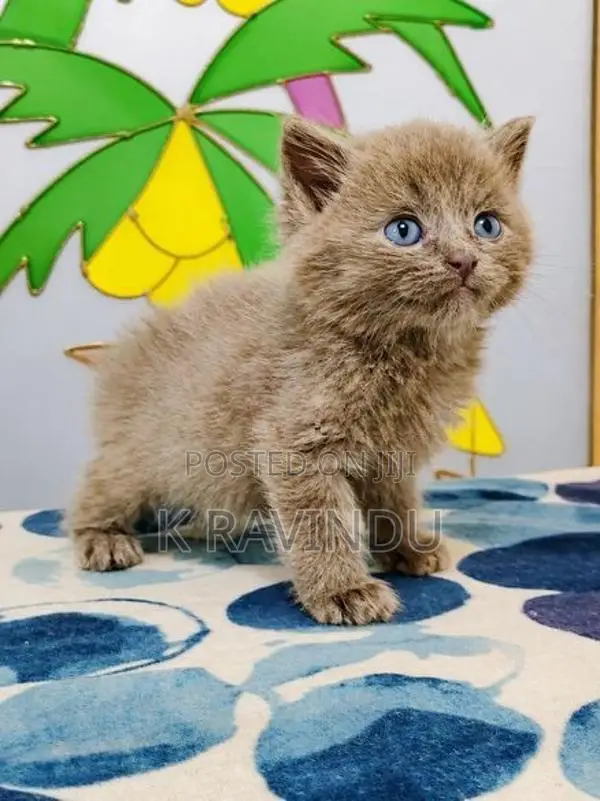 British Shorthair Kittens