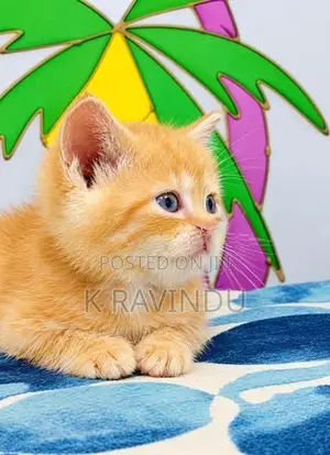 British Shorthair Kittens