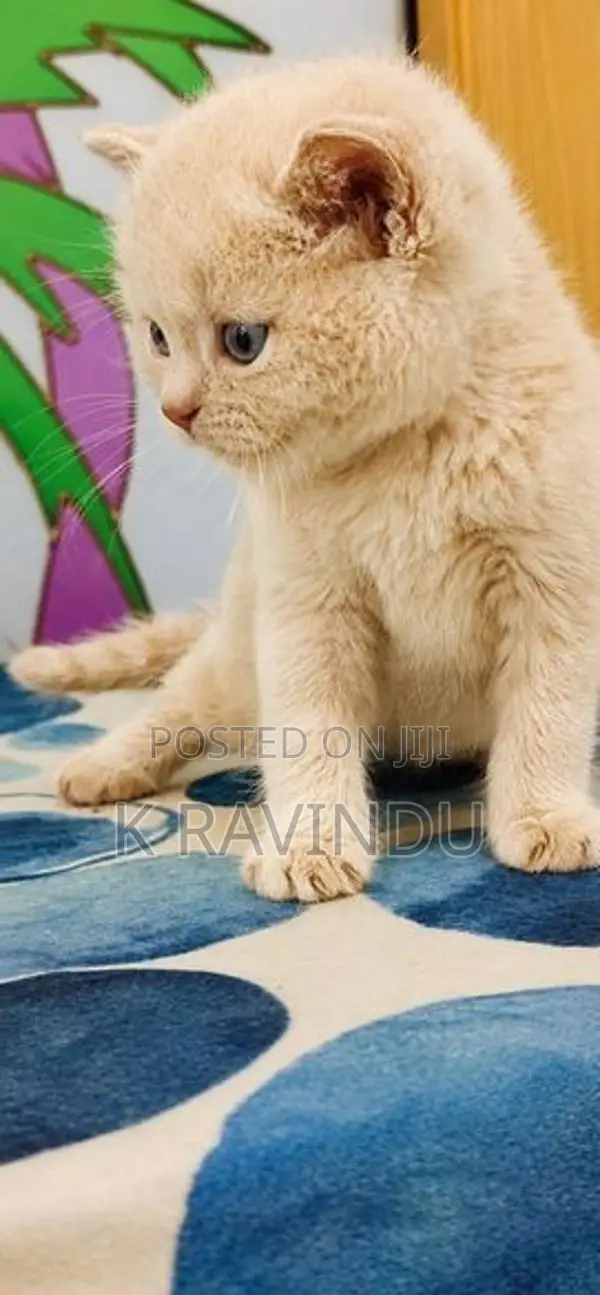 British Shorthair Kittens