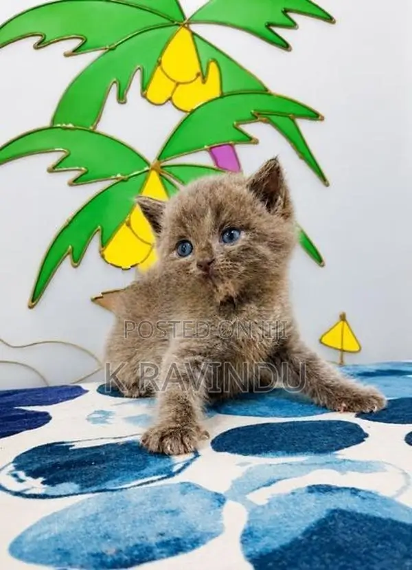 British Shorthair Kittens