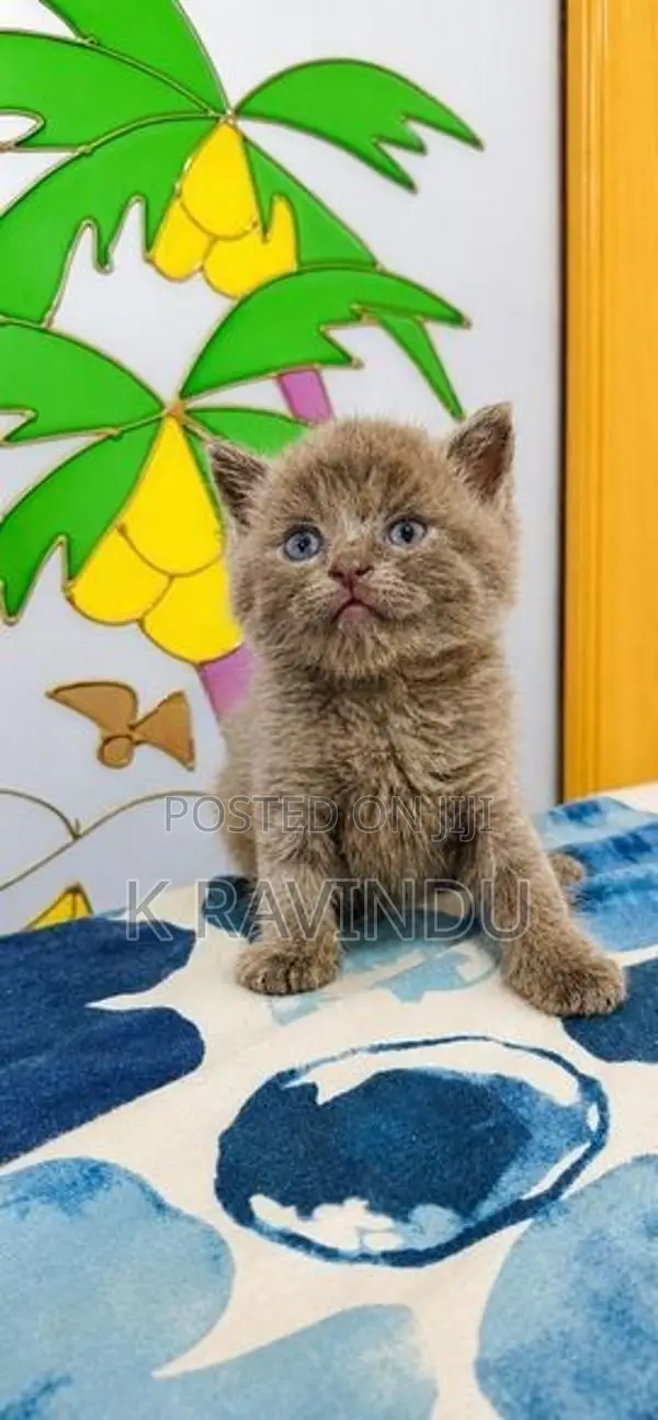 British Shorthair Kittens