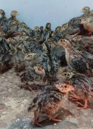 Quail Chicks
