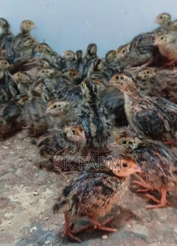 Quail Chicks