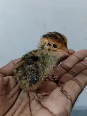 Quail Chicks