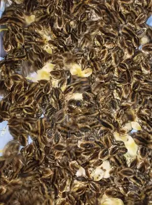 Quail Chicks