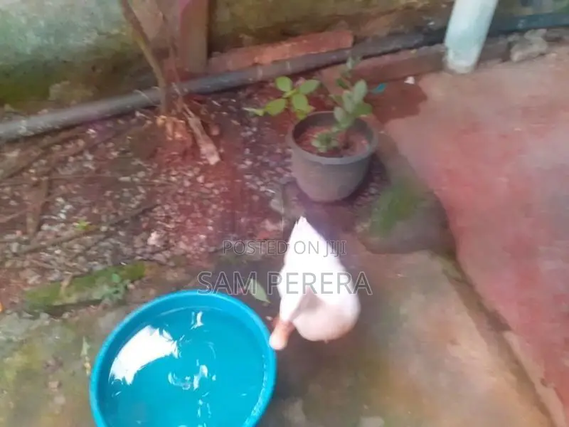 තාරාවා