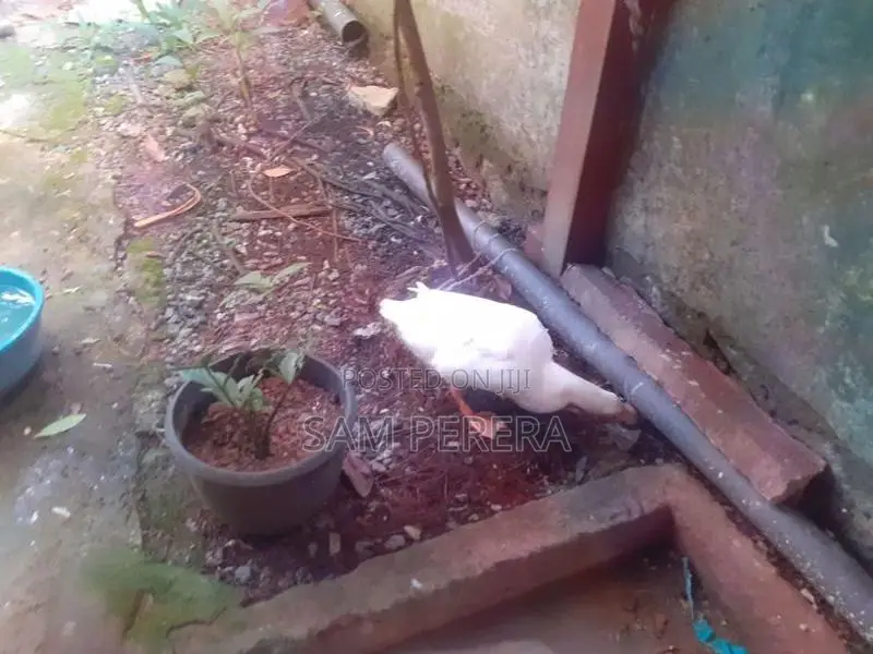 තාරාවා