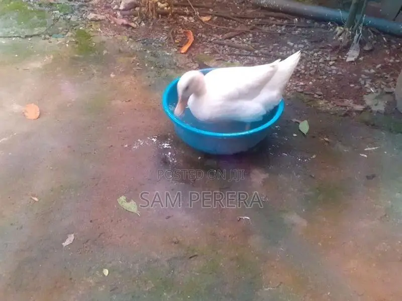 තාරාවා