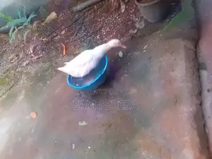 තාරාවා