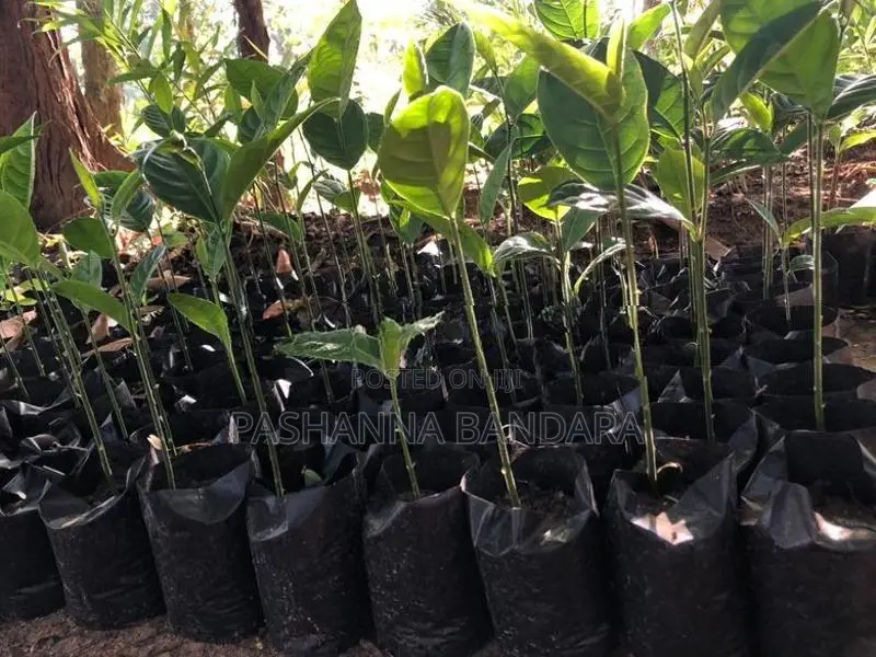 කොස් පැළ
