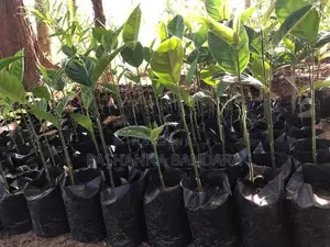 කොස් පැළ