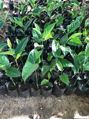 කොස් පැළ