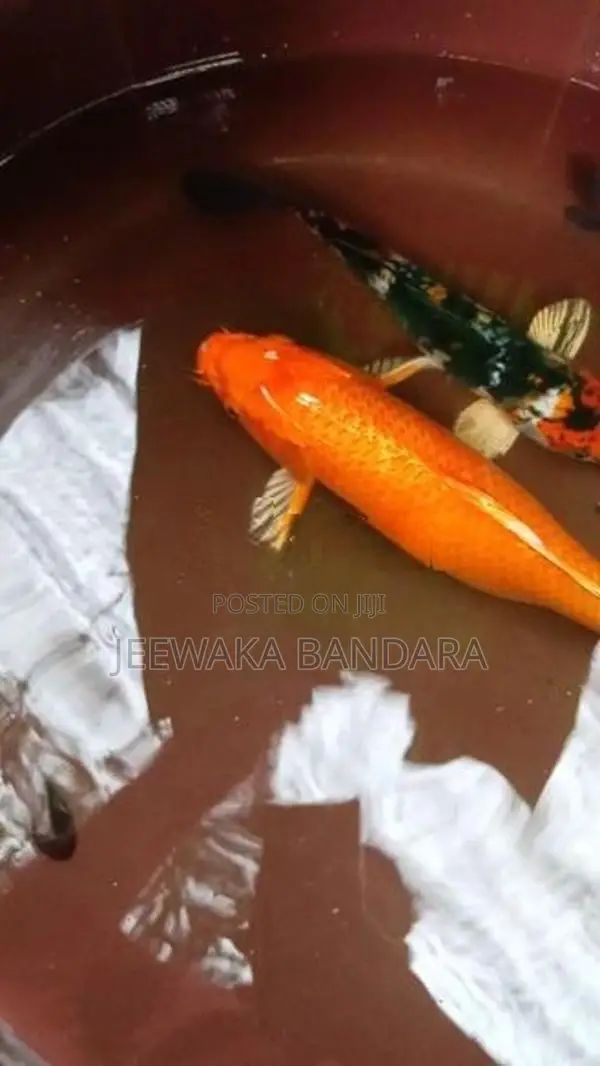 Koi Carp