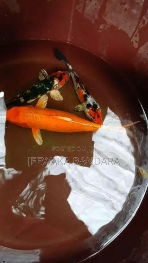 Koi Carp