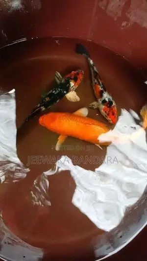 Koi Carp