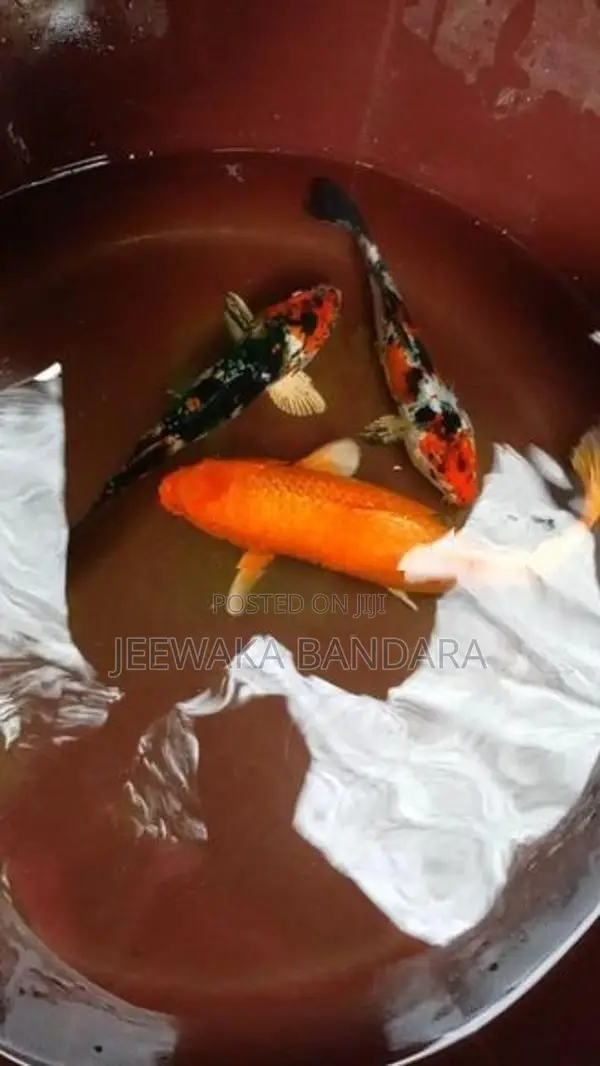 Koi Carp