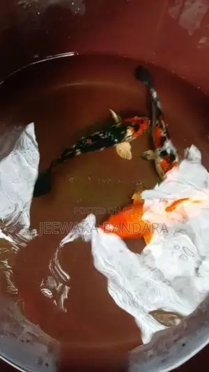 Koi Carp