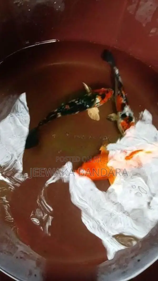 Koi Carp