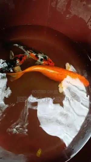 Koi Carp