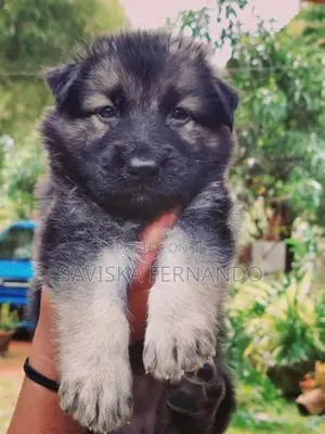 Lion Shepherd Puppies