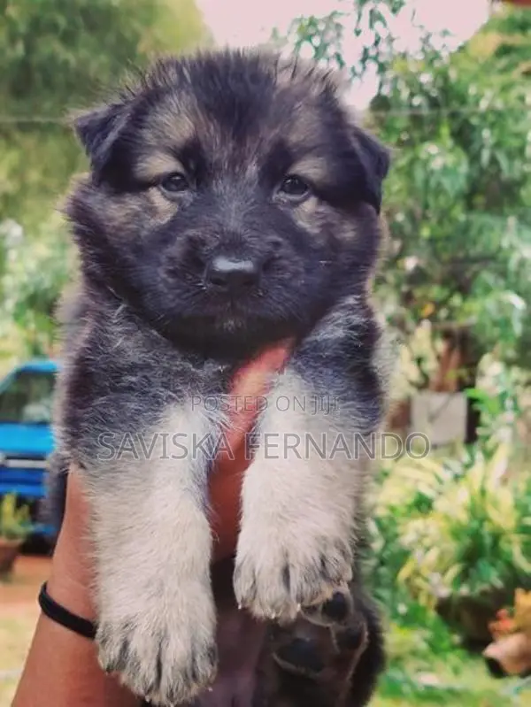 Lion Shepherd Puppies