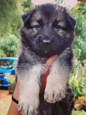 Lion Shepherd Puppies