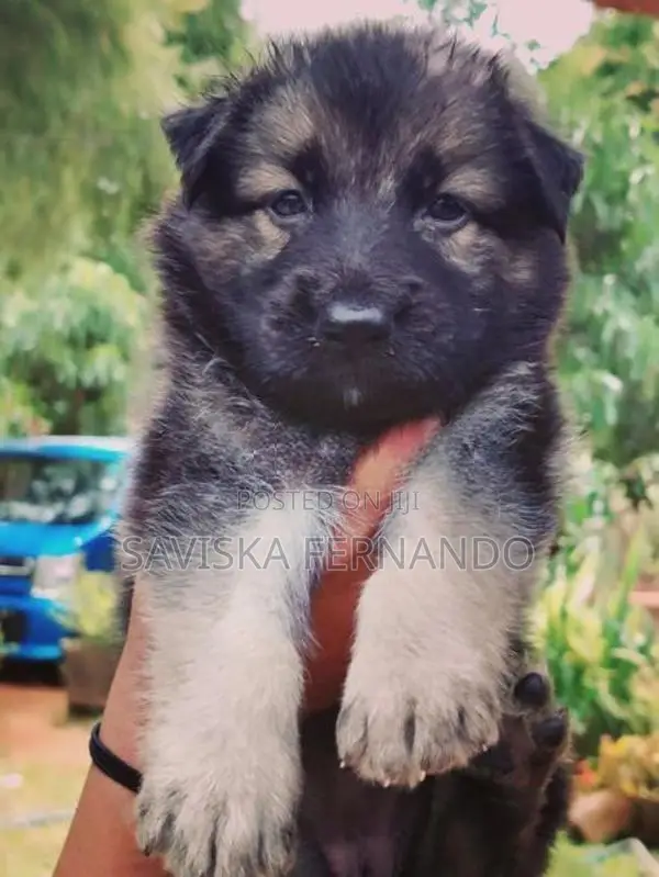 Lion Shepherd Puppies