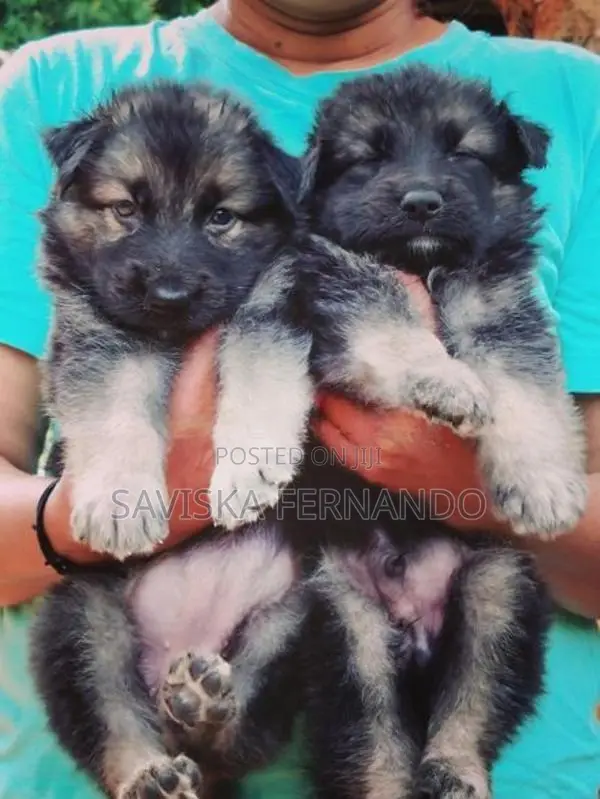 Lion Shepherd Puppies