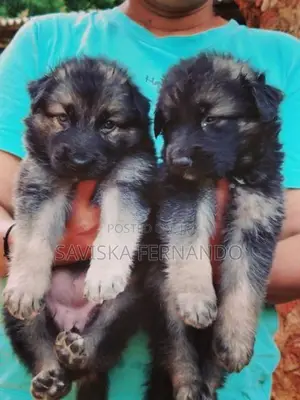 Lion Shepherd Puppies