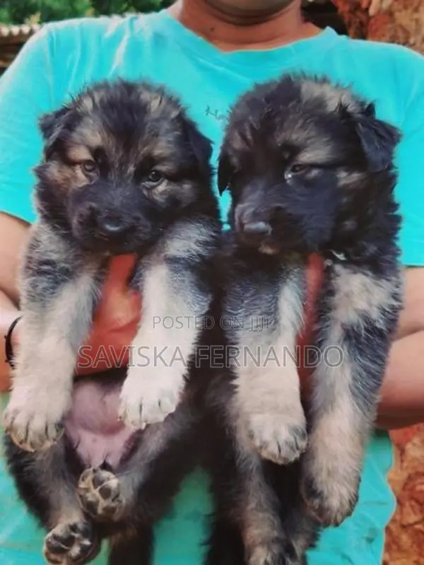 Lion Shepherd Puppies
