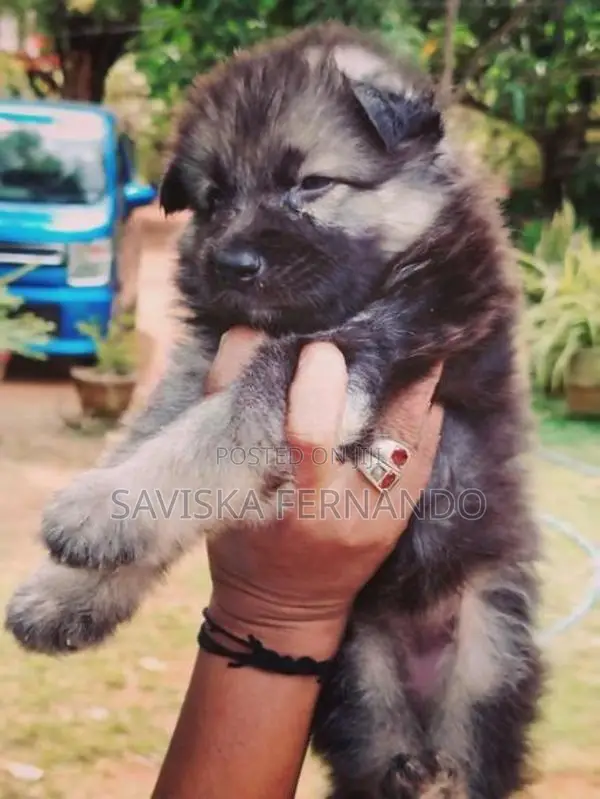 Lion Shepherd Puppies