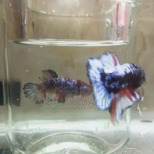 Multi Fancy Betta Fish