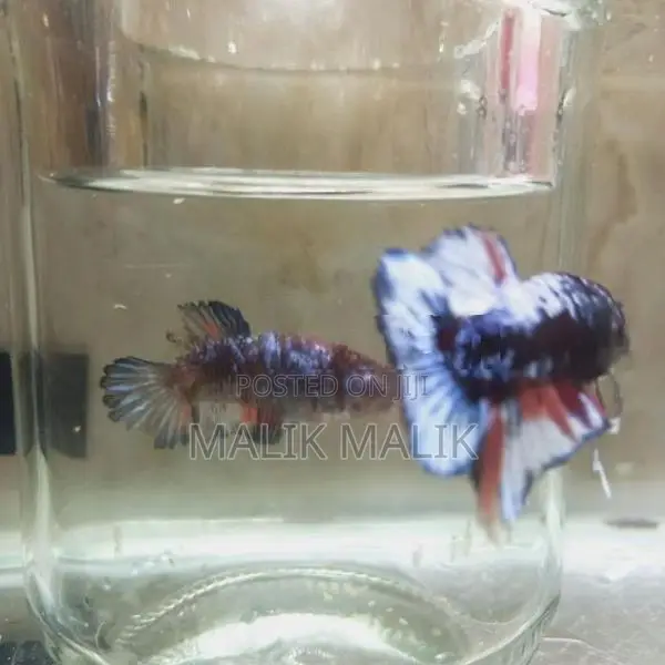Multi Fancy Betta Fish