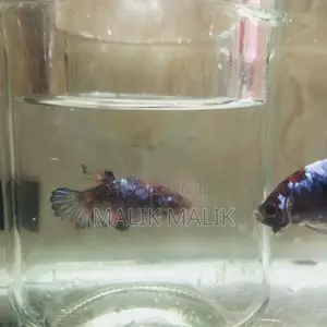 Multi Fancy Betta Fish