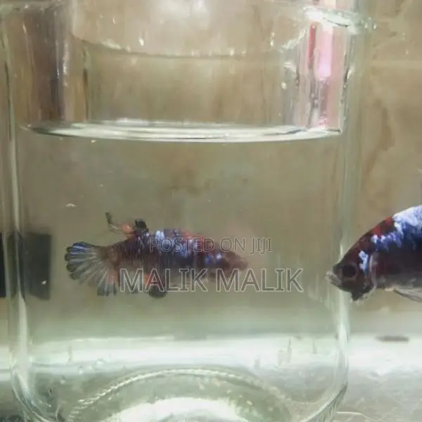 Multi Fancy Betta Fish