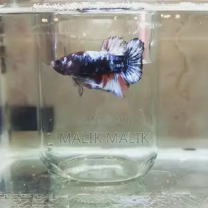 Multi Fancy Betta Fish