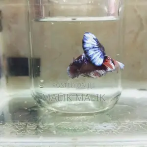 Multi Fancy Betta Fish