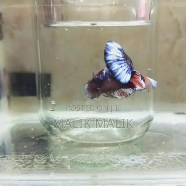 Multi Fancy Betta Fish