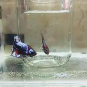 Multi Fancy Betta Fish