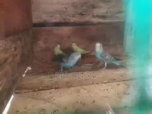 Love Birds