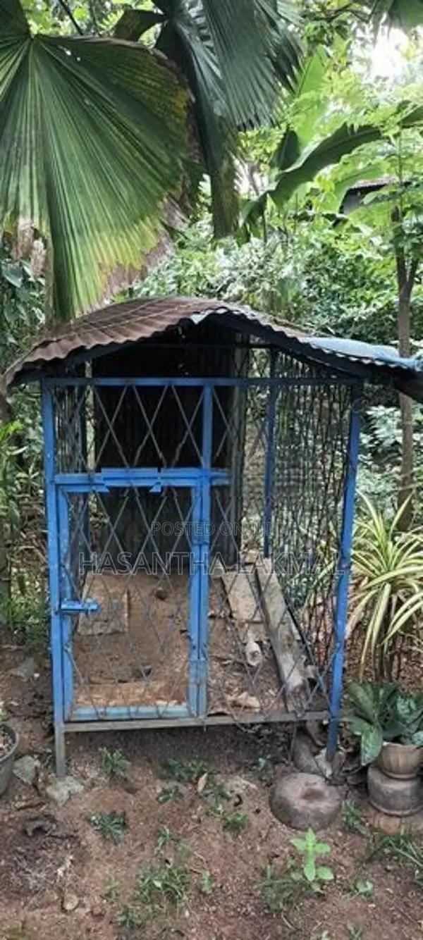 Dog Cage