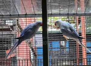 Blue Indian Ring Necks Parrots
