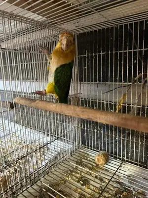 Black-Headed Caique