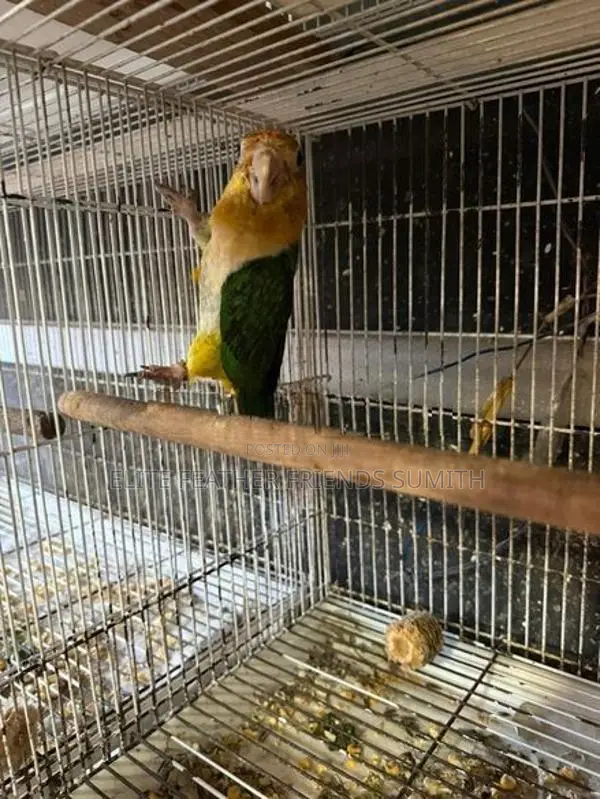 Black-Headed Caique