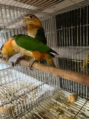 Black-Headed Caique