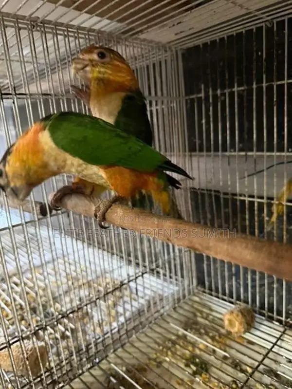 Black-Headed Caique