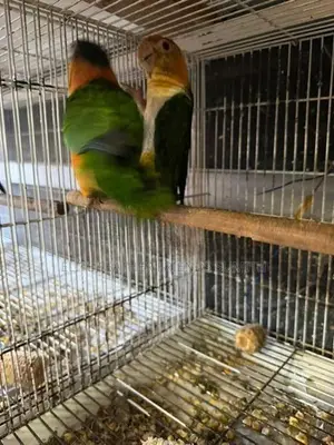 Black-Headed Caique