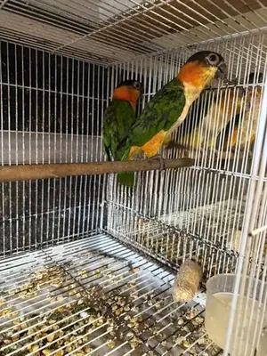Black-Headed Caique