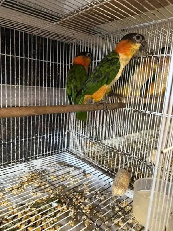 Black-Headed Caique